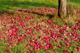 pomme 17 liste